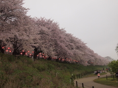 桜の海