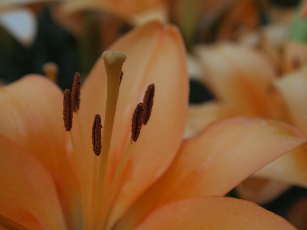 芯