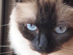 猫カフェ　ブルー