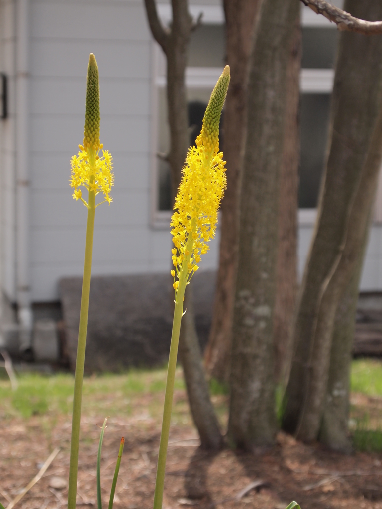 伸