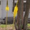 伸