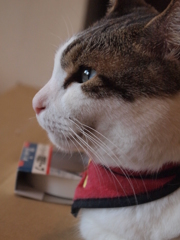 横顔