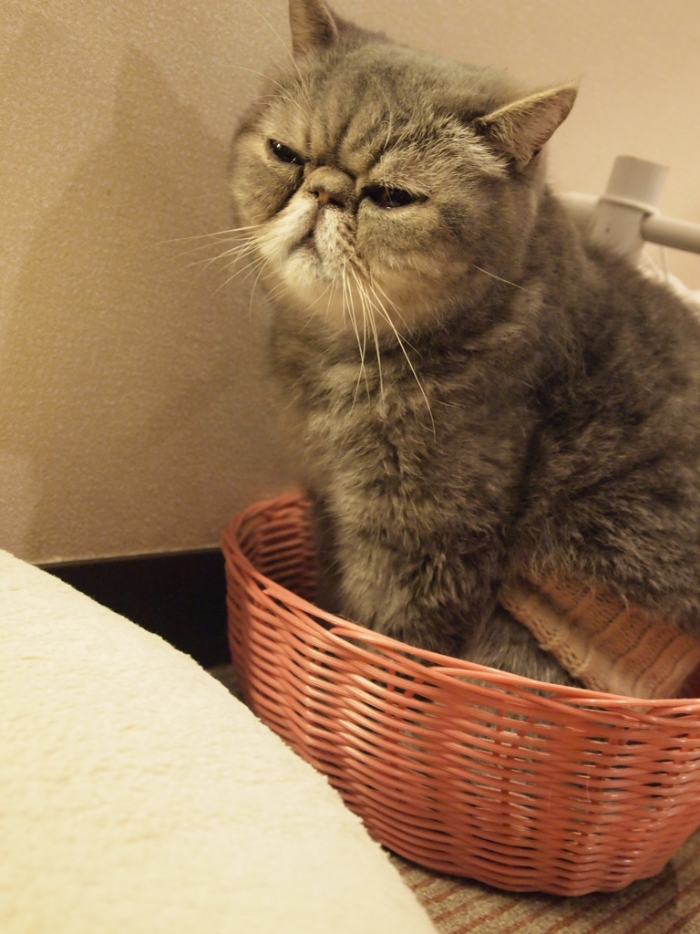 籠ねこ