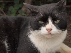 千葉ポートパーク　猫②