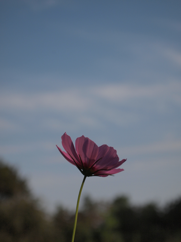 秋桜と秋の空
