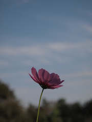 秋桜と秋の空