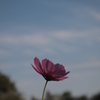 秋桜と秋の空