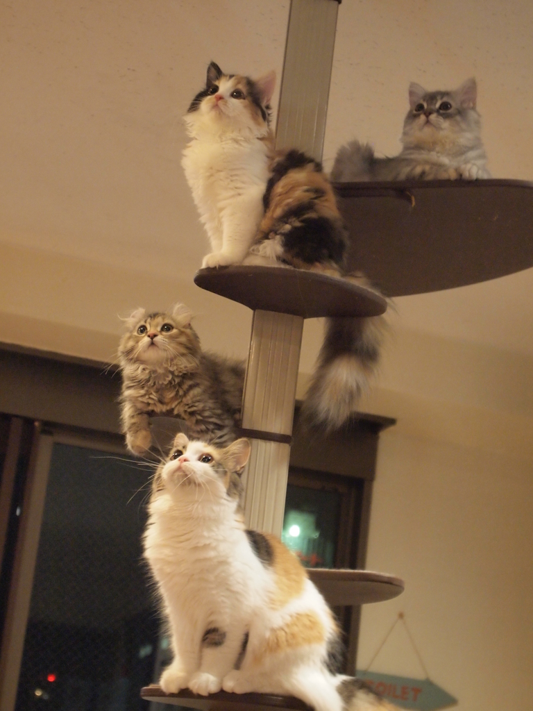 猫のなる木