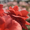 花弁