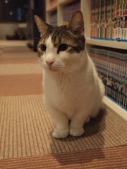 ちょこん