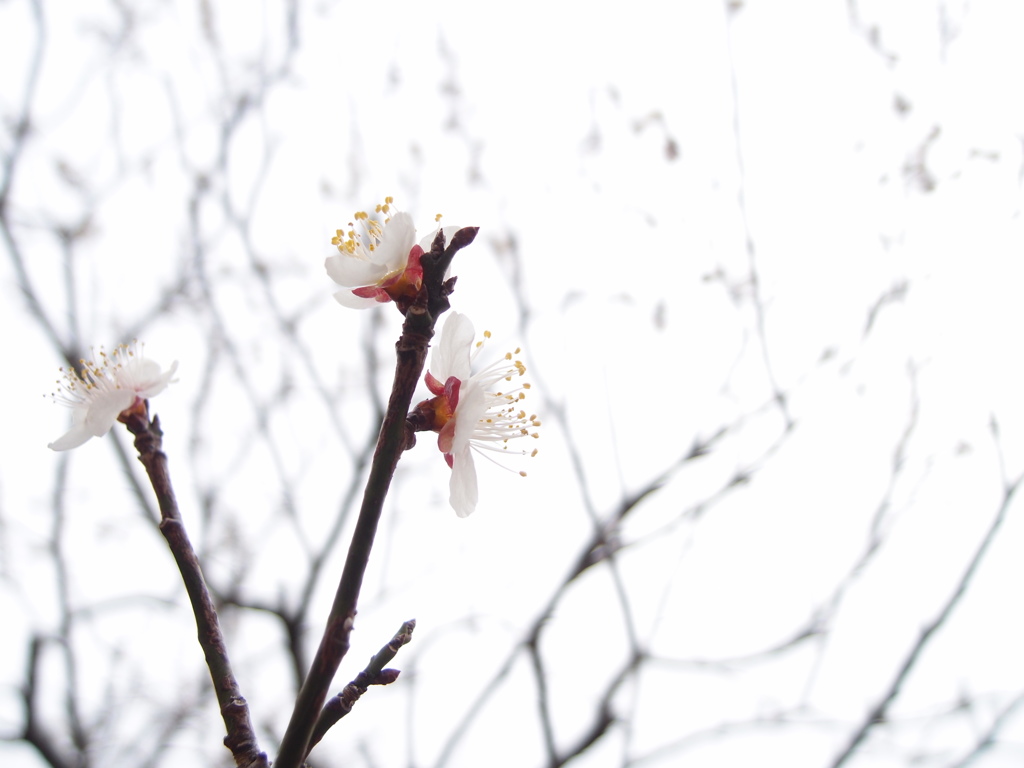 花開く
