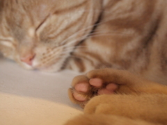 猫カフェ　肉球２