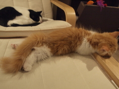 だらり