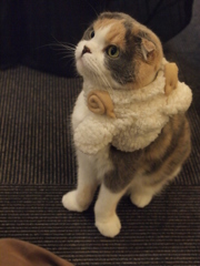 じー