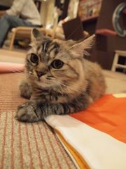 ちょこん