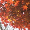 透