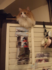 猫を探せ