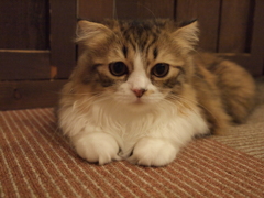 しょぼん