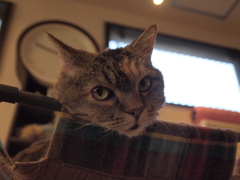 ハッ