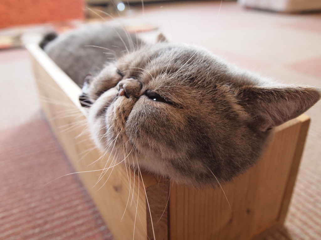 チラッ