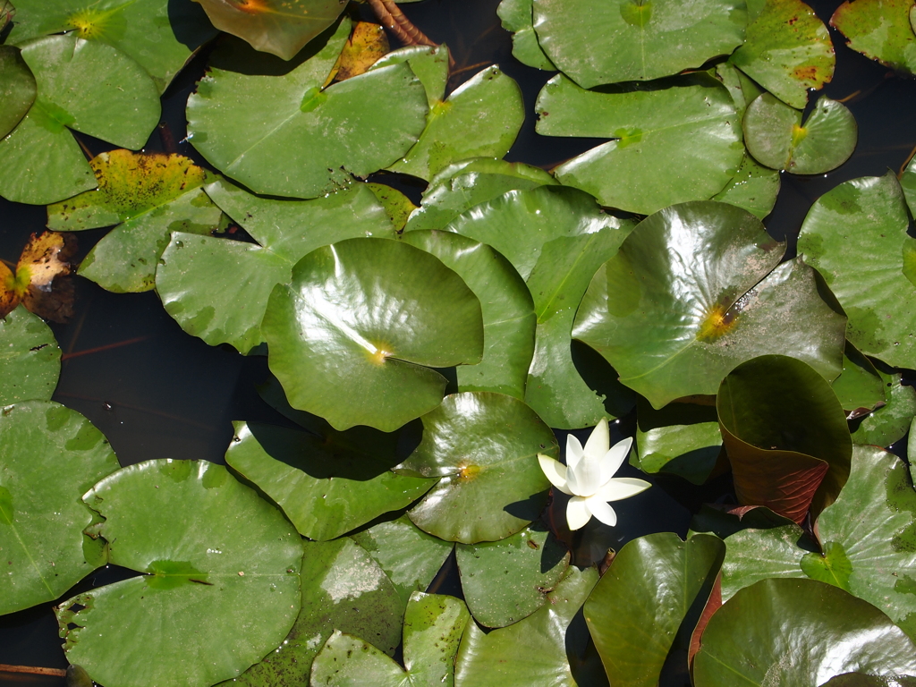 浮