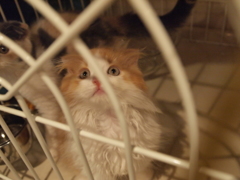 じー