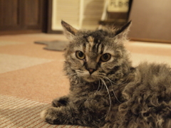じー