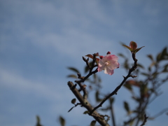咲