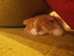 とけ猫