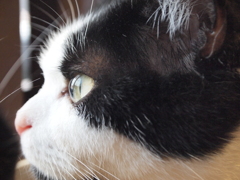 猫カフェ　眼差し