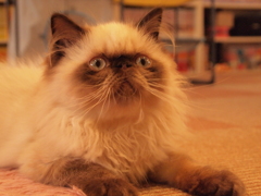 猫カフェ　好奇心