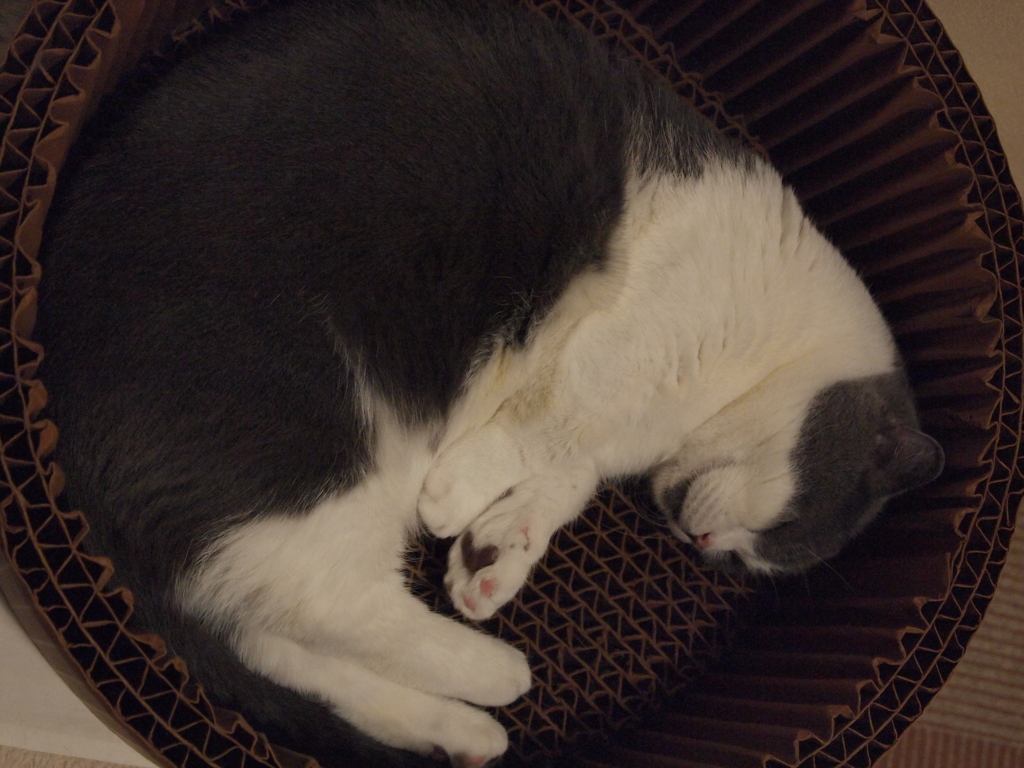 丸