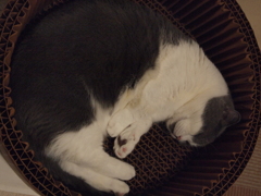 丸