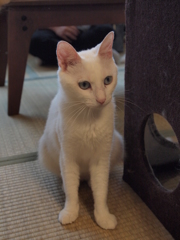 佇