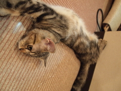 のびー