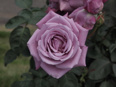 花名不明