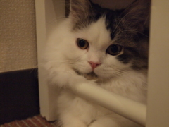 ふぅ