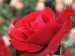 花名不明