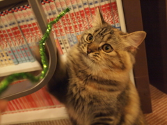 キャッチ
