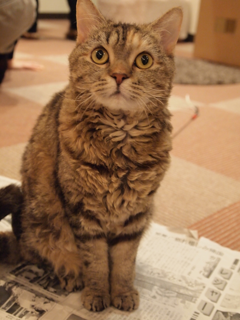 じー