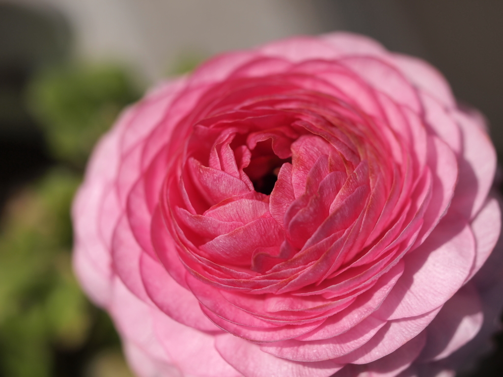 ラナンキュラス-2-