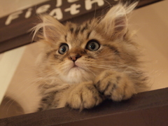 じー