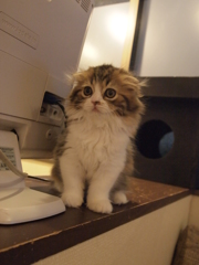 じー
