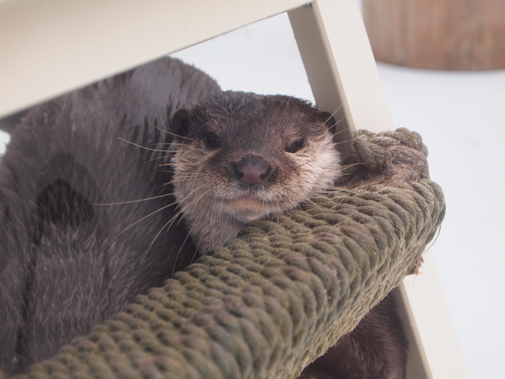 ふぅ