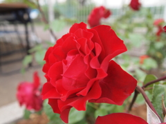 花名不明
