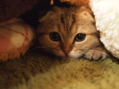 丸