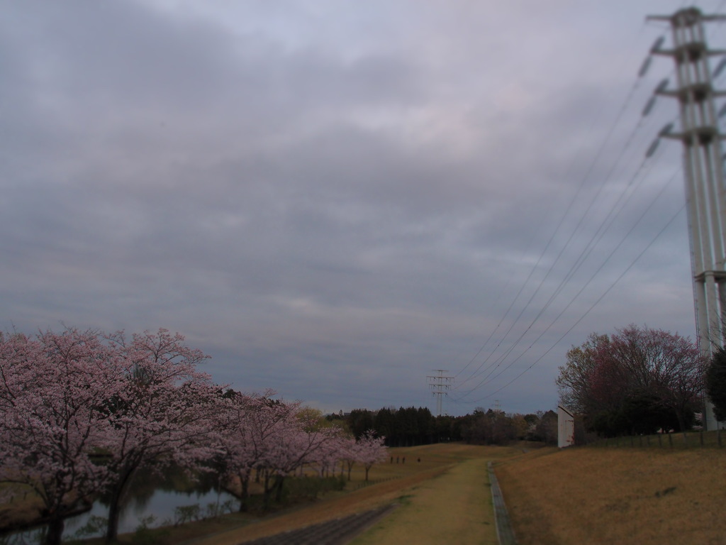 桜塔