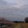桜塔
