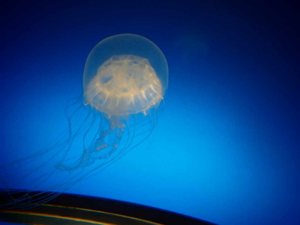 浮
