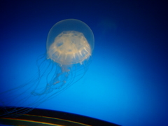 浮
